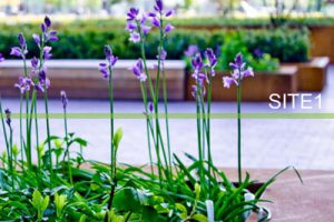 上海紫竹高新技术产业开发区节点景观改造方案