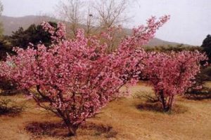 上海静安雕塑公园