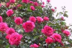 杨园项目一期景观方案设计