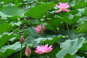 大明湖风景名胜区规划扩建改造工程