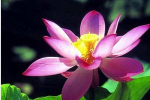 成都高新区大源生活区规划