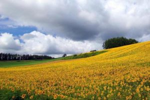 徐州珠山南坡公园景观汇报（山体生态修复）