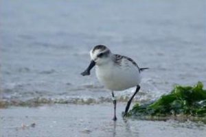 绍兴市镜湖国家城市湿地公园总体概念规划设计