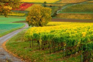 南京上秦淮湿地公园景观策划