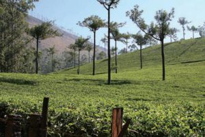 鳌山湾森林公园区域总体规划及大任河湿地公园详细规划