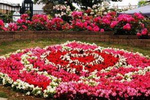 南阳世界月季洲际大会园区总体规划