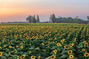 成都市美丽宜居公园城市规划