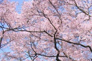 东营市中心城森林公园一期工程修建性详细规划项目