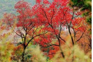 盐城湿地公园概念性规划方案