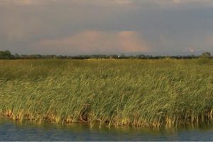 云南昆明环滇池湖滨生态带概念规划