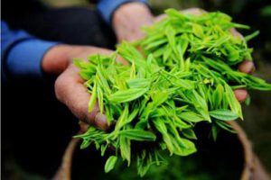 成都市蒲江县成佳镇现代农业产业园