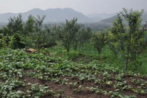 天津蓟县生态公园总体规划