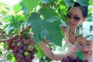 新加坡.南京生态科技岛概念规划