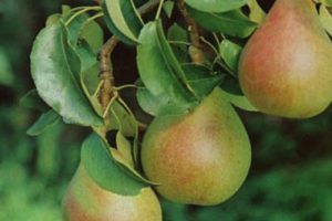 北京农业生态谷概念性规划