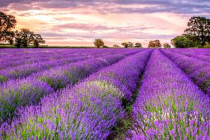 广西柳州水岸田园小镇概念规划