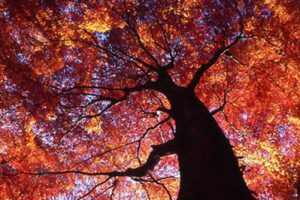 安徽合肥花卉示范园景观规划设计方案