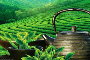 长兴归园田居概念性规划