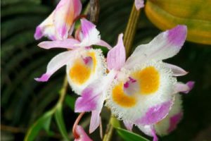 海南石斛健康主题农业产业园概念规划