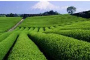 贵州锦屏龙池多彩田园农文旅产业发展总体规划