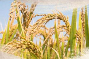 广东南雄灵潭村乡村振兴发展策划及概念规划