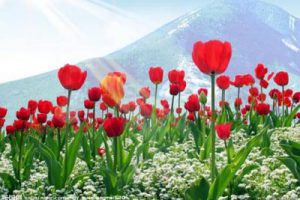 郫县云凌花乡优活田园小镇项目概念规划