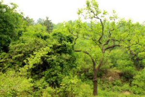 蓟县养生养老文化小镇策划及概念设计