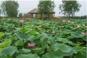 泗阳县度假小镇成子湖旅游总体规划