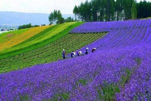 中国温江鱼凫风情田园时代生态度假区总体规划