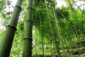 崇州市三郎镇总体规划