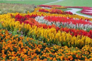 广东深圳海上田园旅游区概念性规划（海上田园）