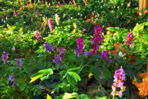 大沙河仡佬文化国际生态旅游度假区