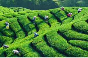 安吉茶园项目概念方案设计