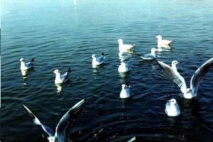 昆明环草海地区和滇池西岸沿线地带保护与利用规划