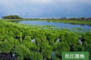 哈尔滨万顷松江湿地保护与利用总体规划
