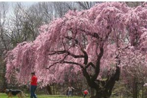 崇州市三郎镇总体规划修编