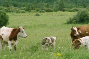 无锡阳山东方田园综合体总体规划