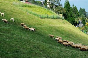 成都三星镇城乡一体发展实践区仙女山“天府田园”项目策划