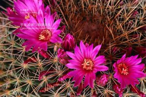 三亚小月湾概念性总体规划