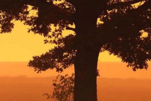 武汉健康城项目概念规划