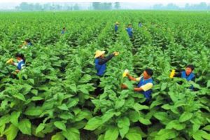 东滩社区一期CCRC项目研究整体报告